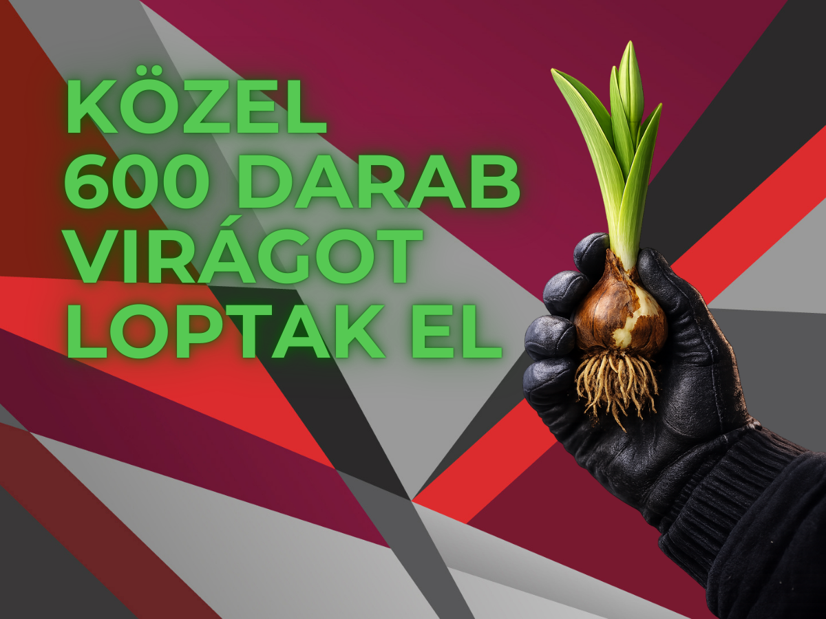 Több száz tulipánhajtást loptak el