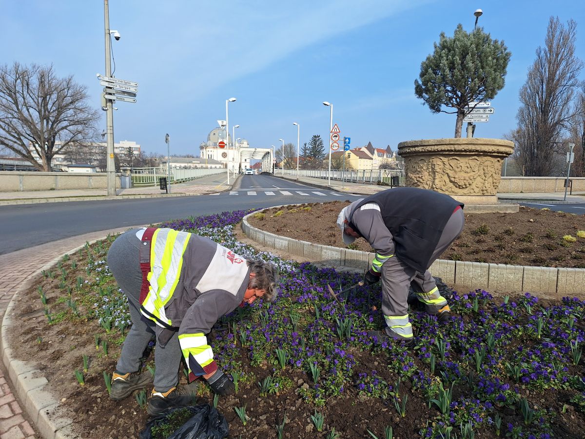 Folyamatos a körforgalmak tavaszi gondozása Győrben